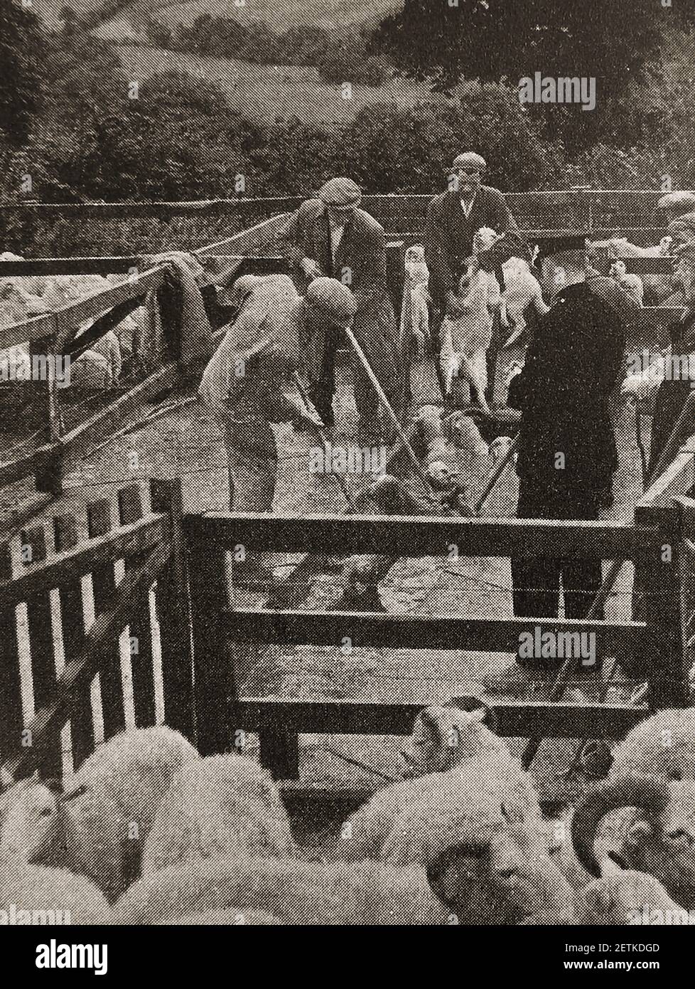 An old press photo showing sheep dipping in Wales during a foot & mouth outbreak, being supervised by a policeman. Stock Photo
