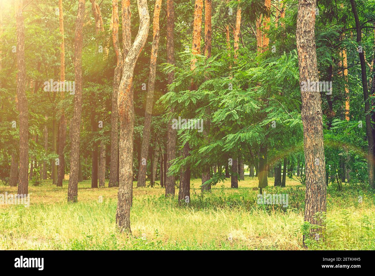 Early morning with sunrise in pine forest. Sunlight on trees in a pine ...