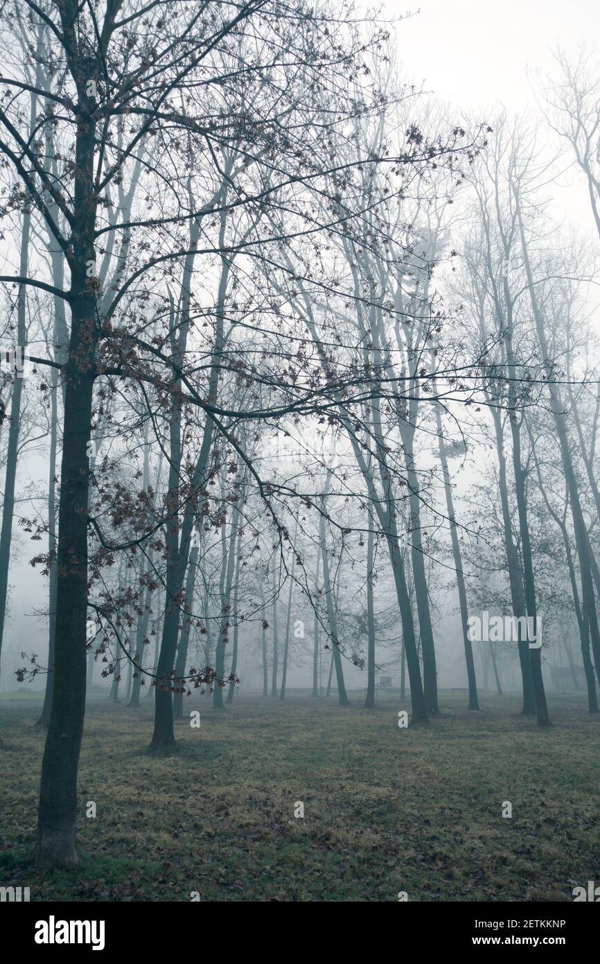 trees in a forest, foggy winter morning Stock Photo - Alamy