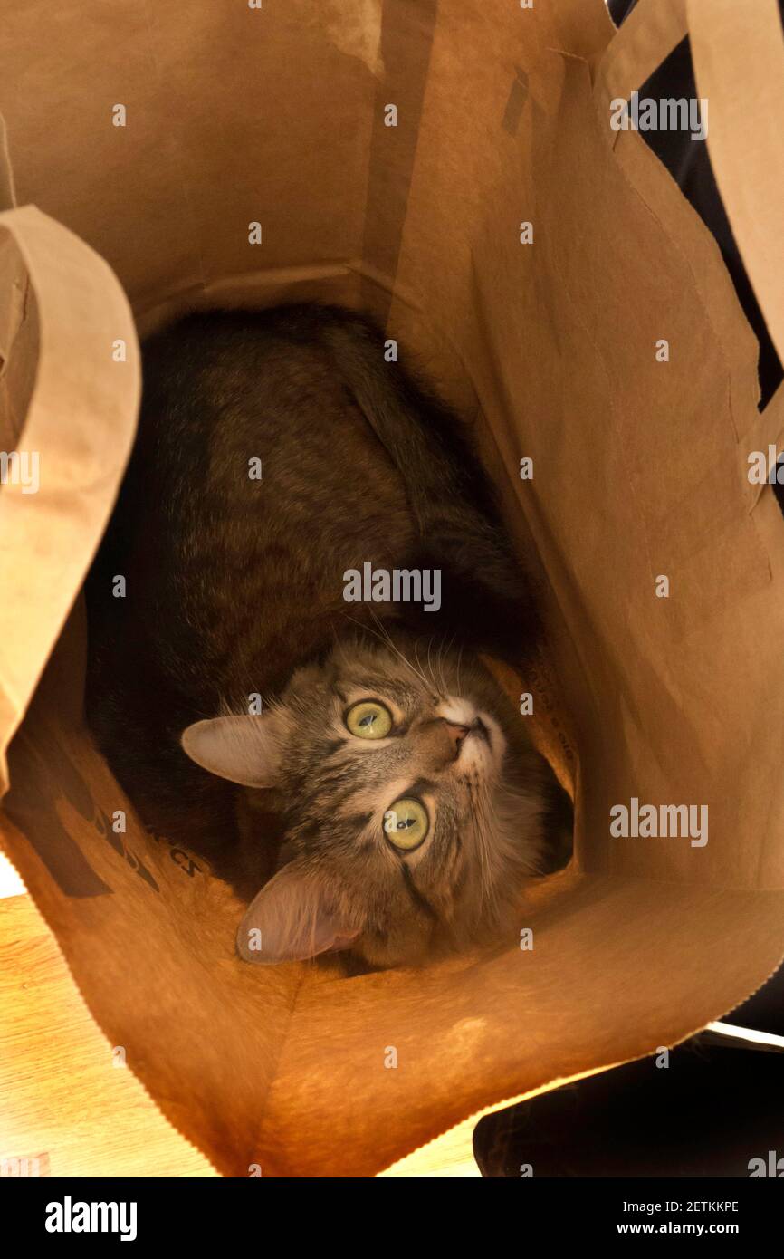 cat in a bag Stock Photo