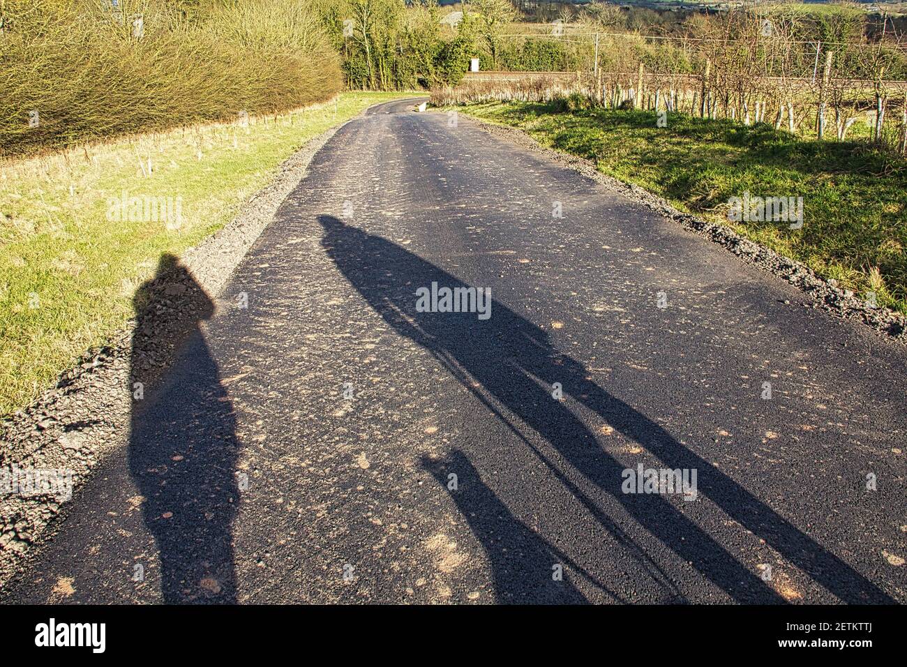 shadows on a dog walk Stock Photo - Alamy