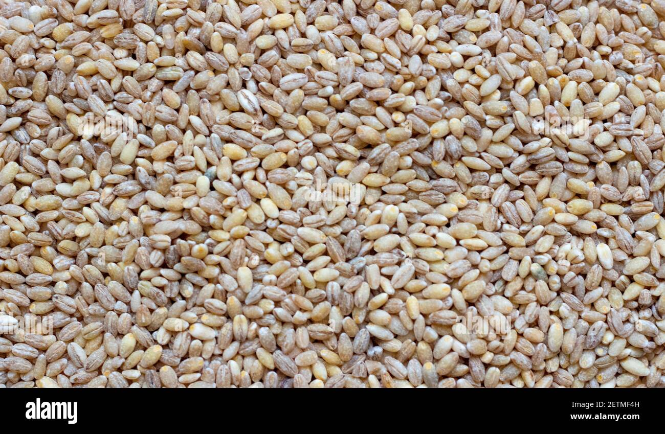 Barley texture hi-res stock photography and images - Alamy