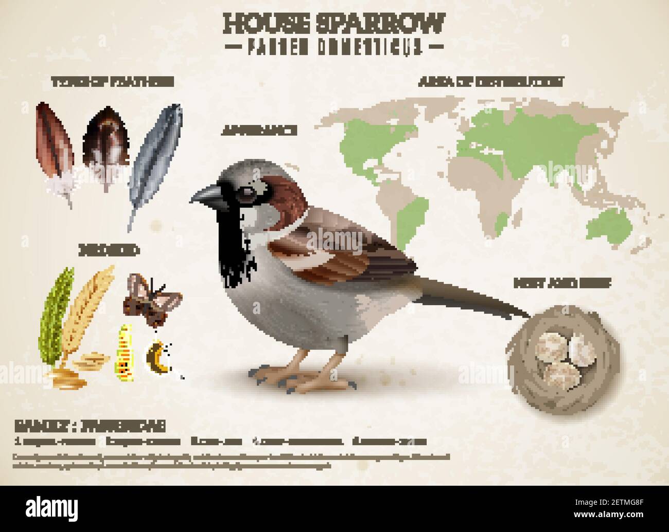 Birds scheme composition with realistic image of sparrow and images of