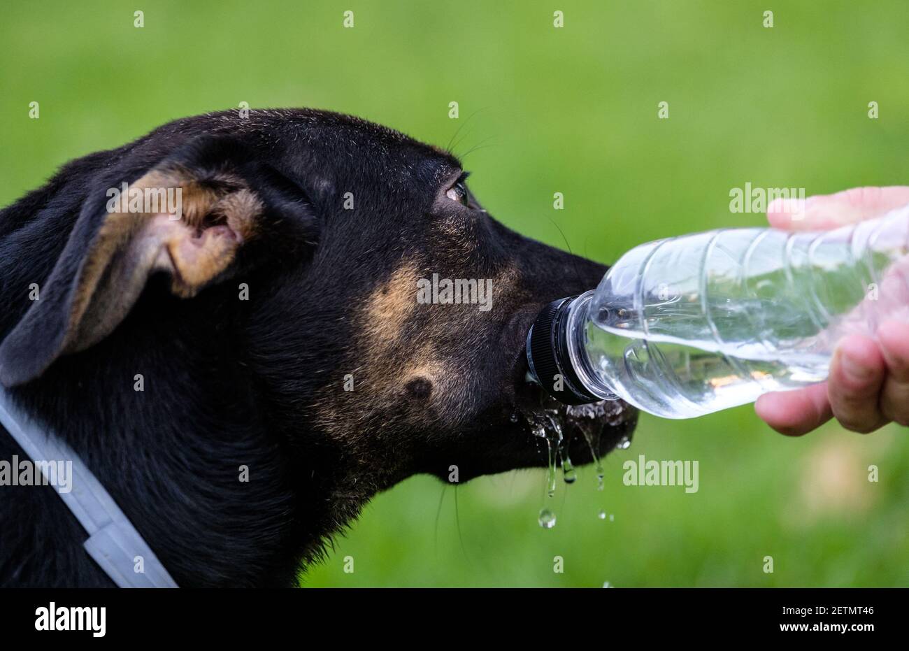 black dog portrait drinking water from a bottle in a park, summer heat hydration Stock Photo
