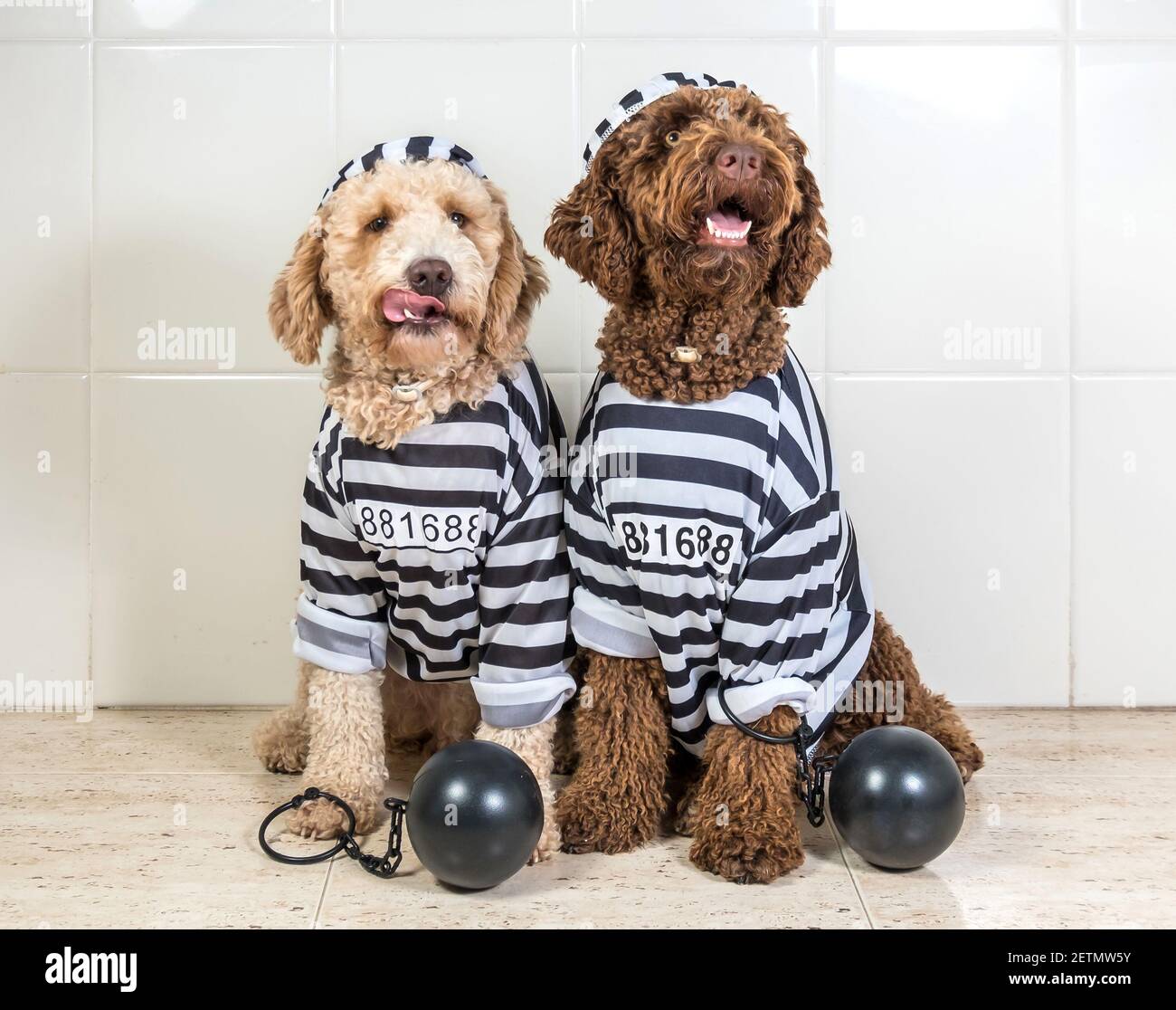 Bad dogs dressed as prisoner jail house rock clothes, Spanish Water Dog