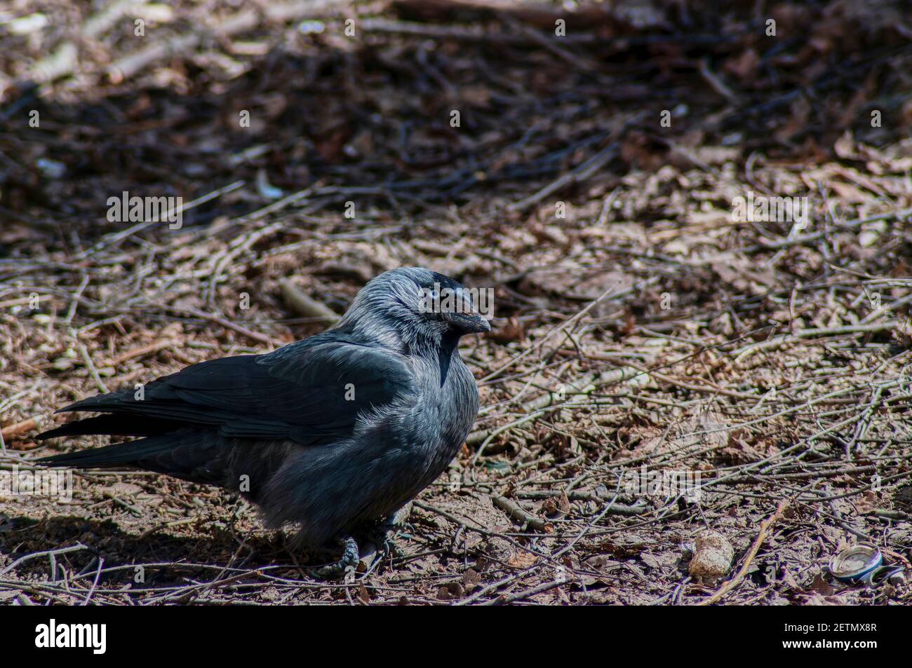 Grey Crow Beak High Resolution Stock Photography and Images - Alamy