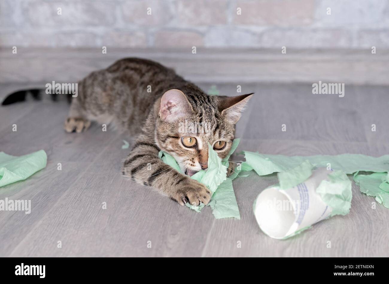 Funny tabby kitten plays with green toilet paper Stock Photo Alamy