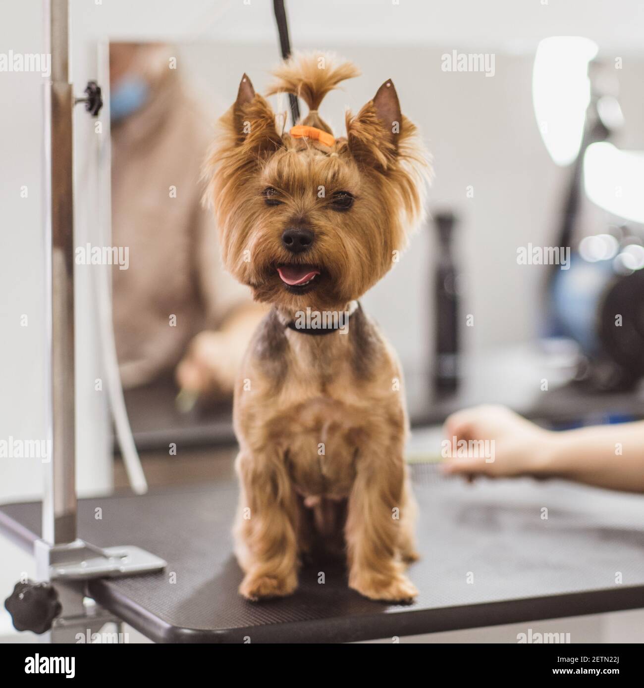 little cute york terrier on the first grooming Stock Photo - Alamy