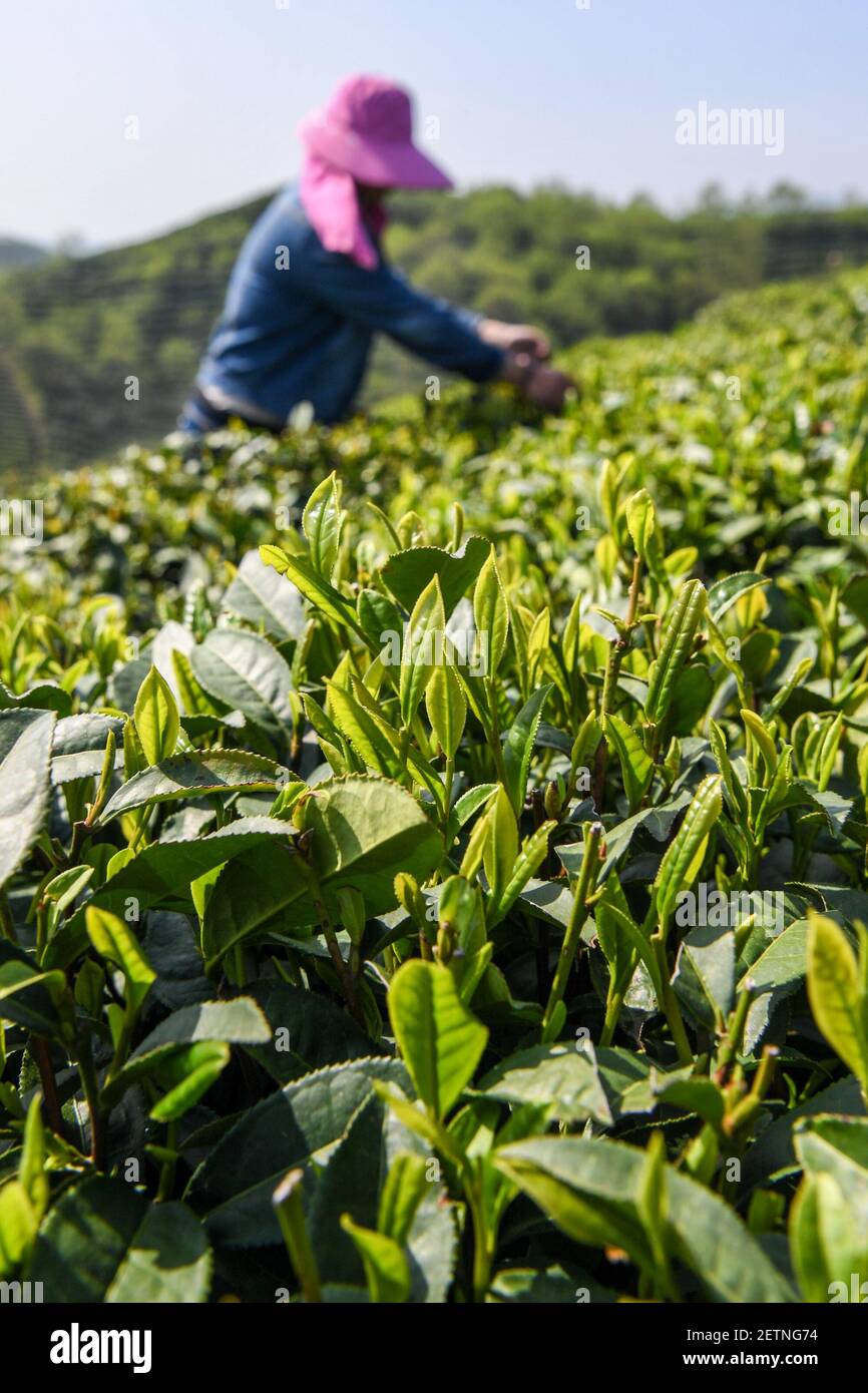 170414) -- BEIJING, April 14, 2017 -- A farmer shows the newly-picked tea  leaves at a tea garden in Shihegang Township of Xinyang City, central China  s Henan Province, April 13, 2017. ) (