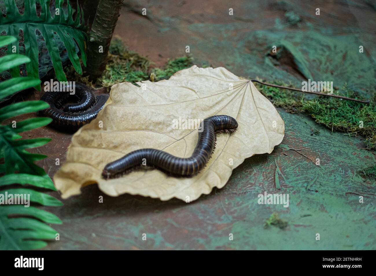 a myriapoda, millipede crawling on a leaf, exotic pet insect Stock