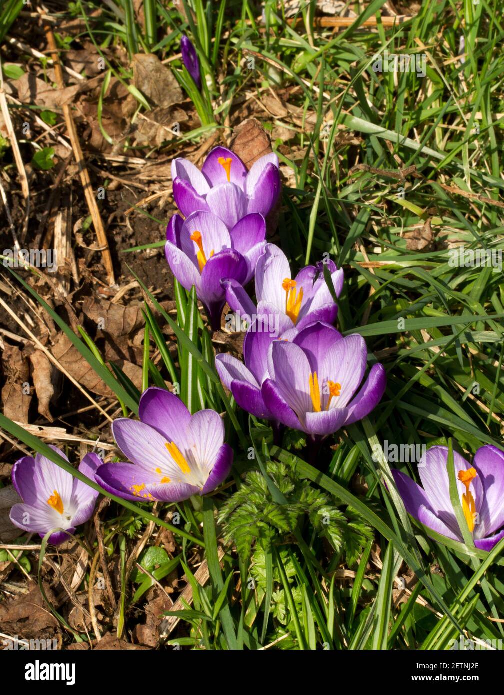 The Spring Crocus is a common garden flower, popular as it is a very ...