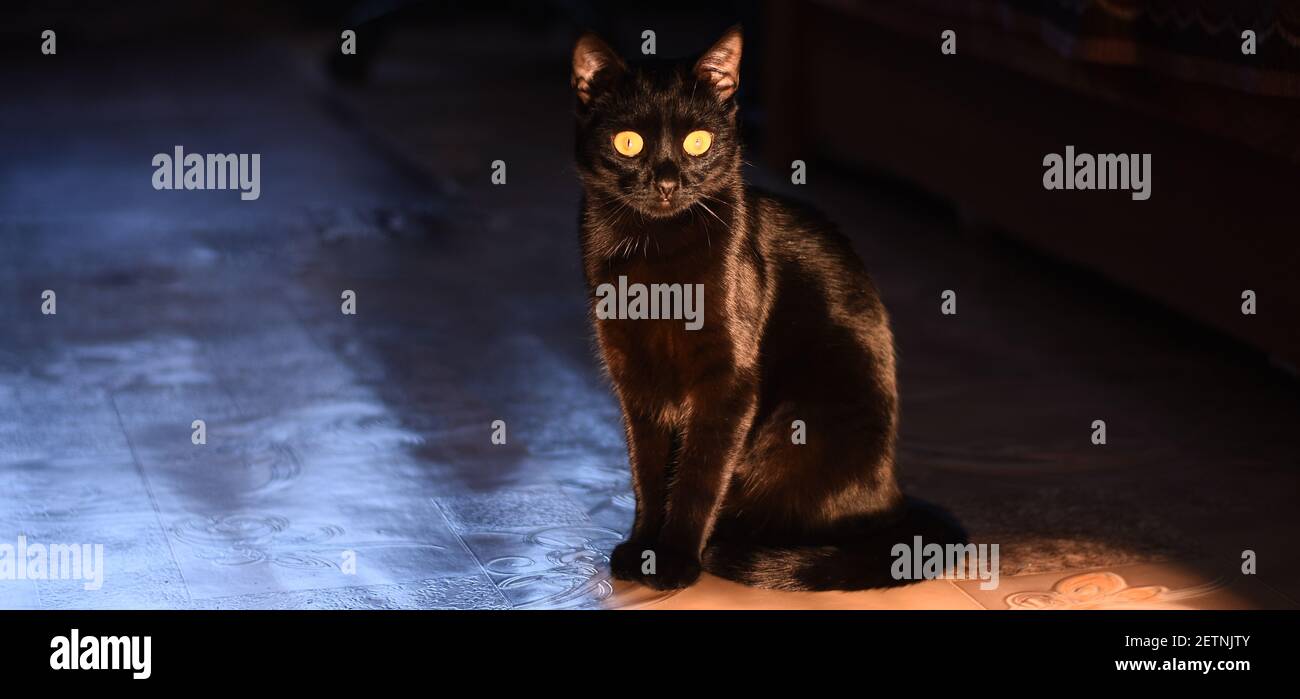 Banner. A black cat sits and looks at the camera. Stock Photo