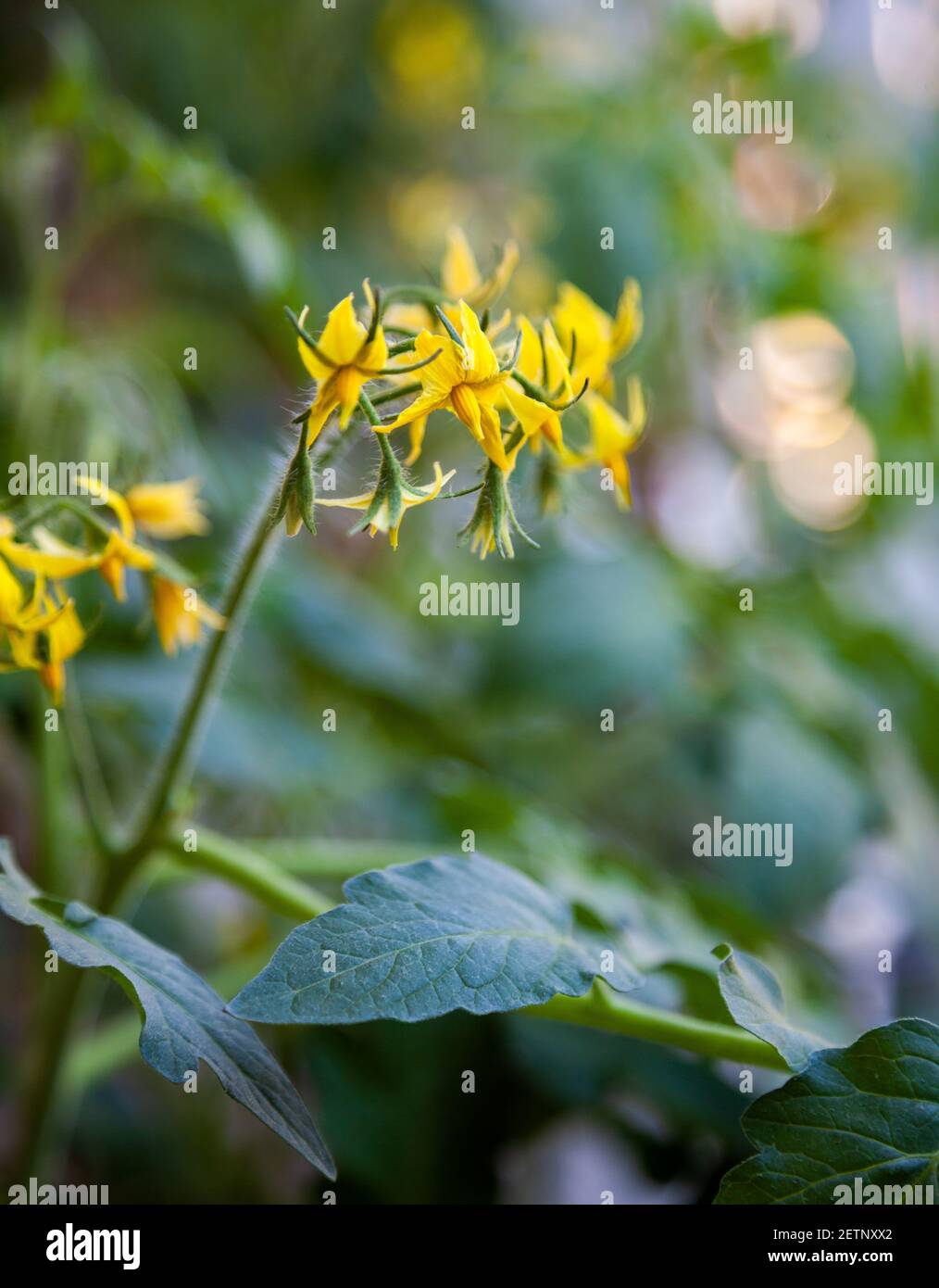 Yellow tomato flower bud. Grow tomatoes. Flowers, leaves, buds