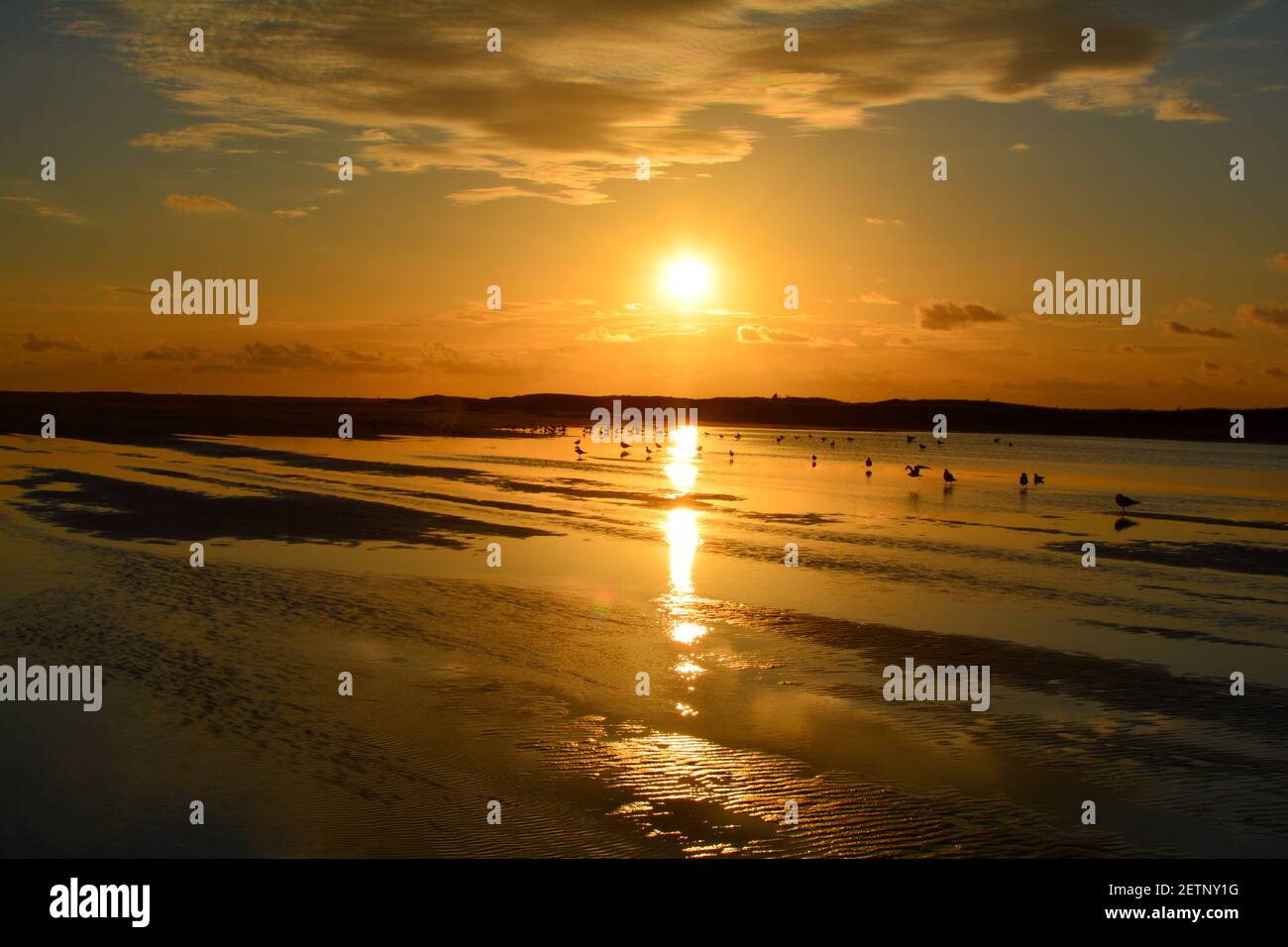 Oramge sunset  over the north  sea with birds  at low tide in the netherlands Stock Photo
