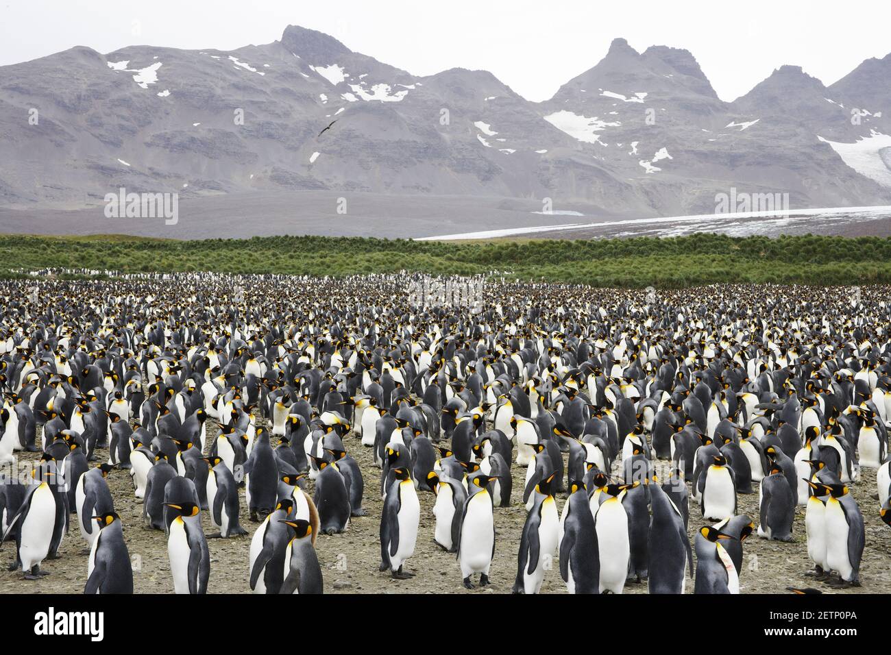 King Penguin - Huge breeding colony Aptenodytes patagonicus Salisbury Plain South Georgia Stock Photo