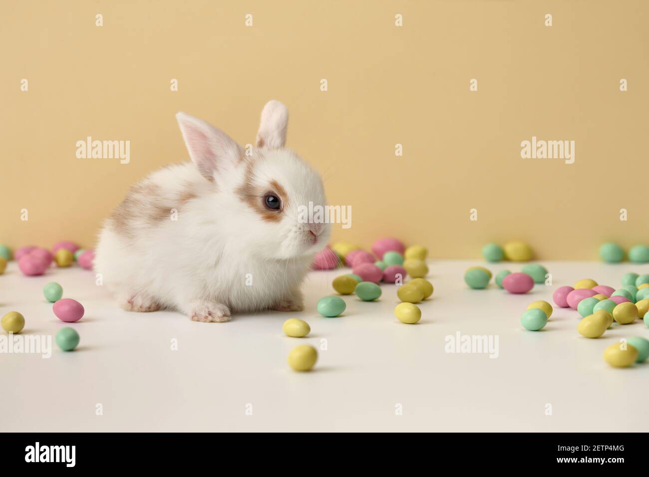 Cute white Easter bunny rabbit with colorful sweets on beige background Stock Photo