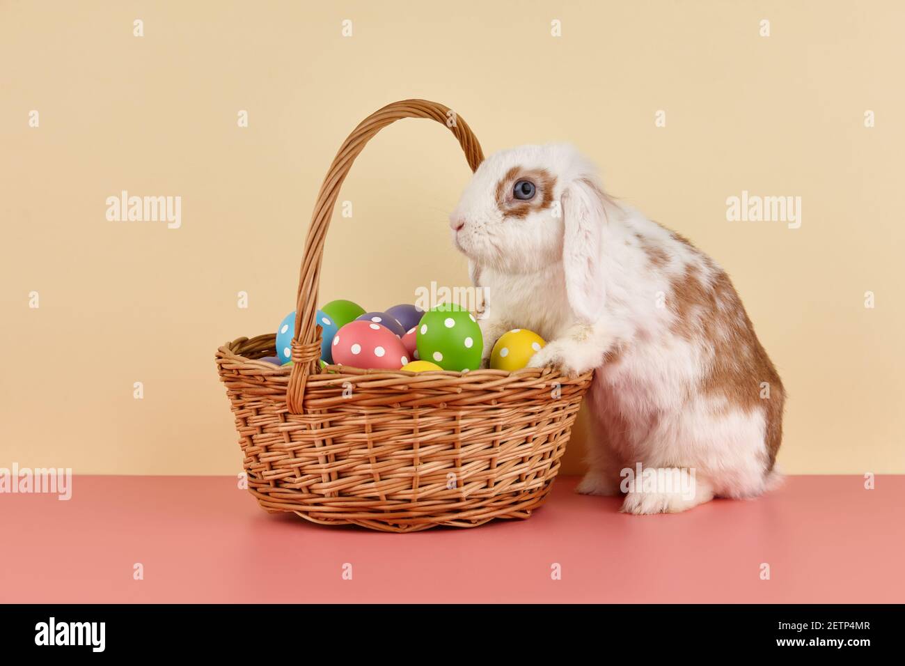 Lop rabbit with basket and Easter eggs on color background Stock Photo