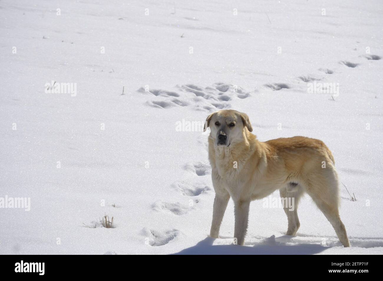 shepherd dog in winter looks say what does he want Stock Photo