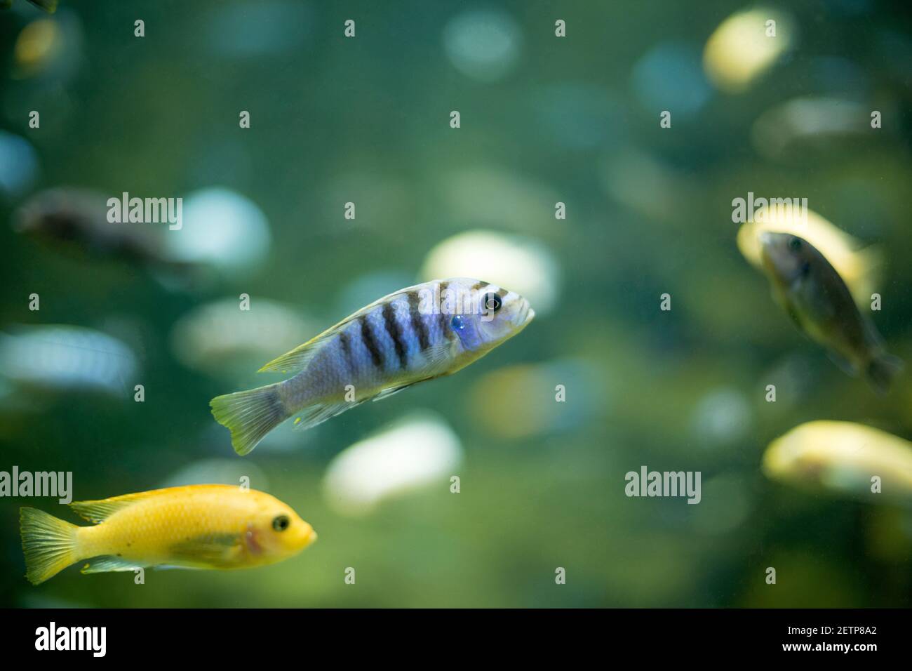 Group of little colorful cichlids swimming in the aquarium Stock Photo