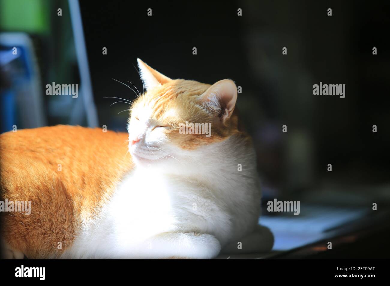 cat feel comfortable at home Stock Photo