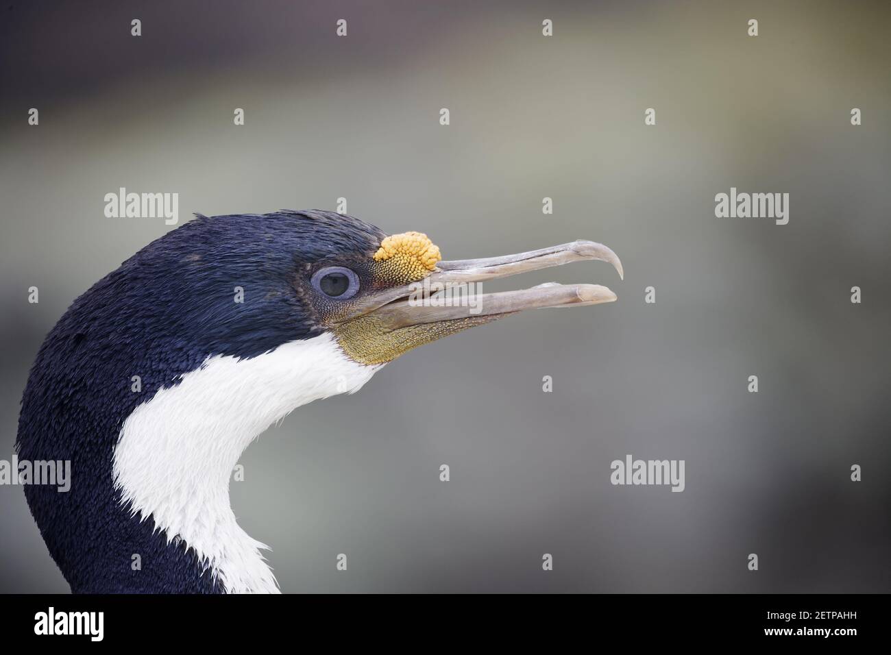 Falklands Shag - With mouth open Phalacrocorax albiventer New Island Falklands Stock Photo