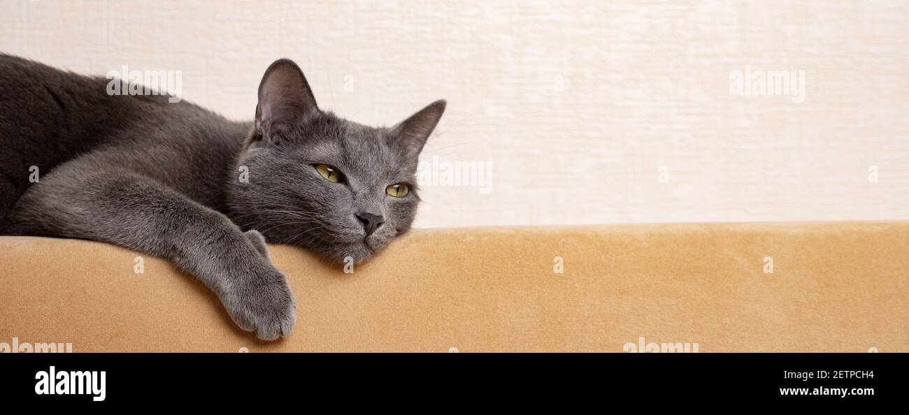 Domestic cat sleeping on sofa hi-res stock photography and images - Alamy