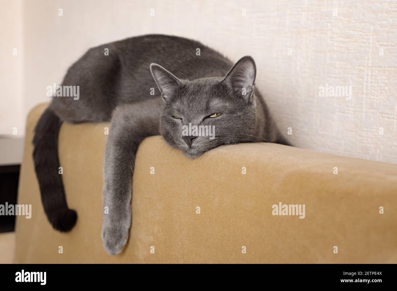 beautiful gray cat lies on the back of the sofa hugging her Stock Photo ...
