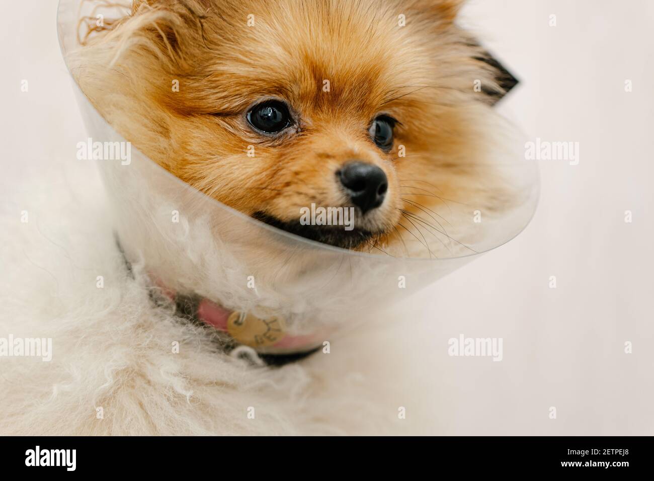 Pomeranian dog cheap collar