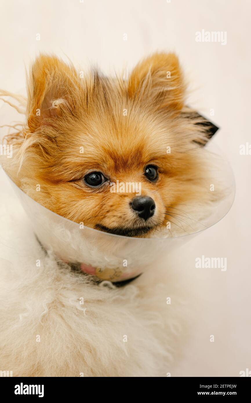 Cute pomeranian in a medical collar looking at the camera. Sick dog. Close  up. Medical animal protection Stock Photo - Alamy