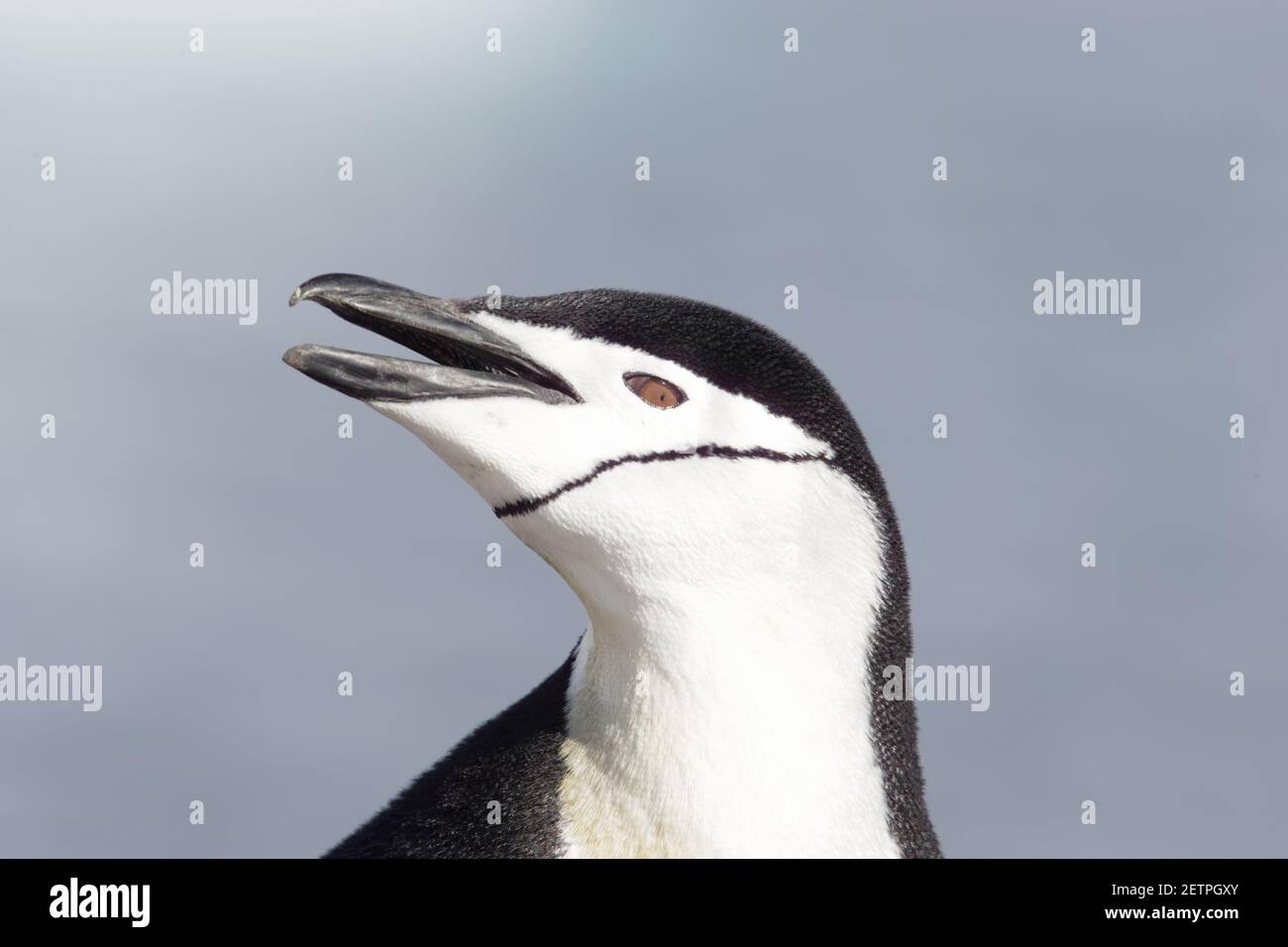 Chinstrap Penguin - Braying Pygoscelis antarctica Half Moon island Antarctica BI012515 Stock Photo