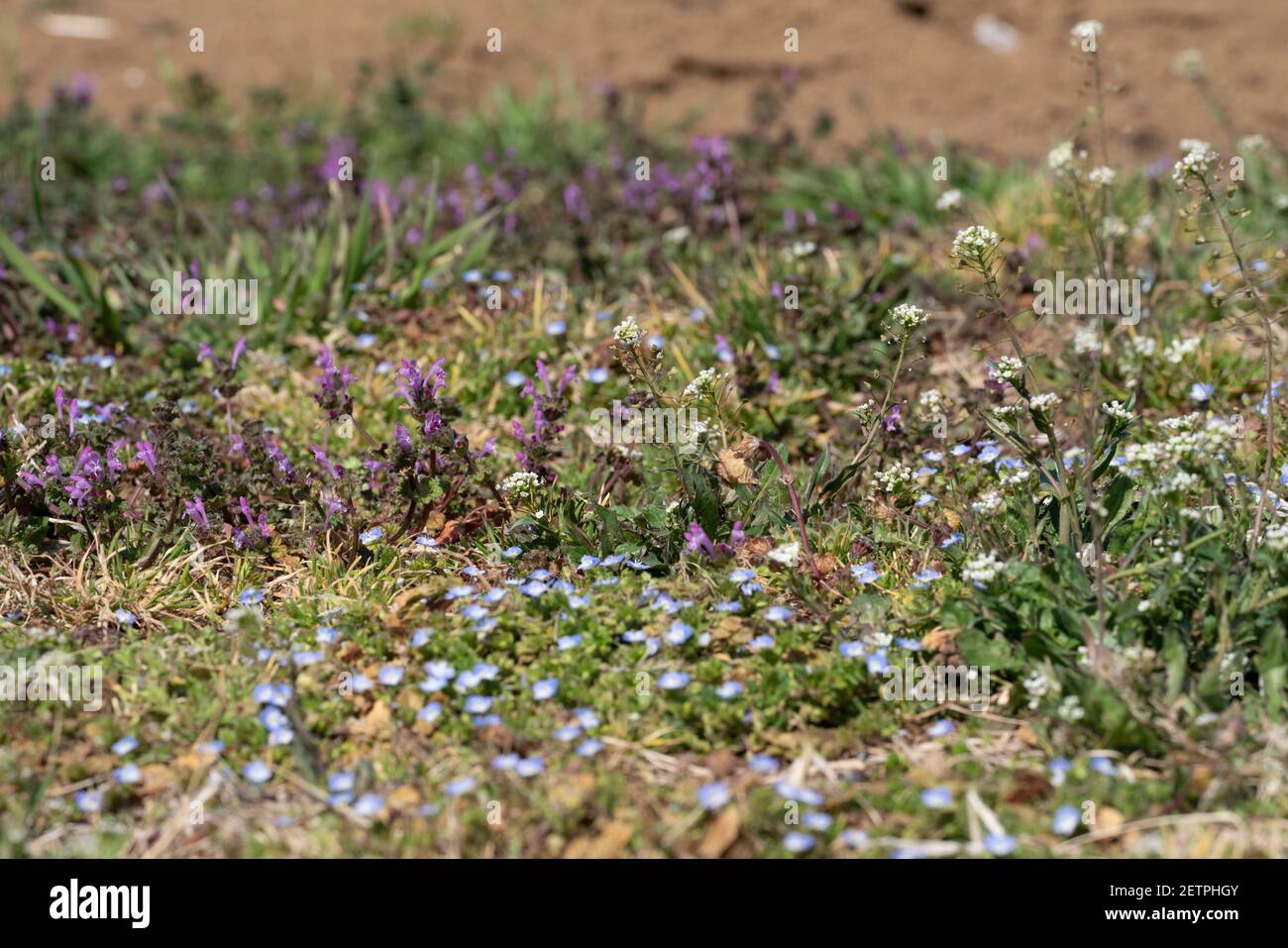Spring field in early spring, Isehara City, Kanagawa Prefecture, Japan. Veronica persica, Lamium amplexicaule, Capsella bursa-pastoris are seen. Stock Photo