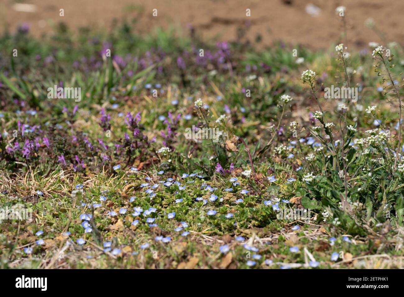 Spring field in early spring, Isehara City, Kanagawa Prefecture, Japan. Veronica persica, Lamium amplexicaule, Capsella bursa-pastoris are seen. Stock Photo