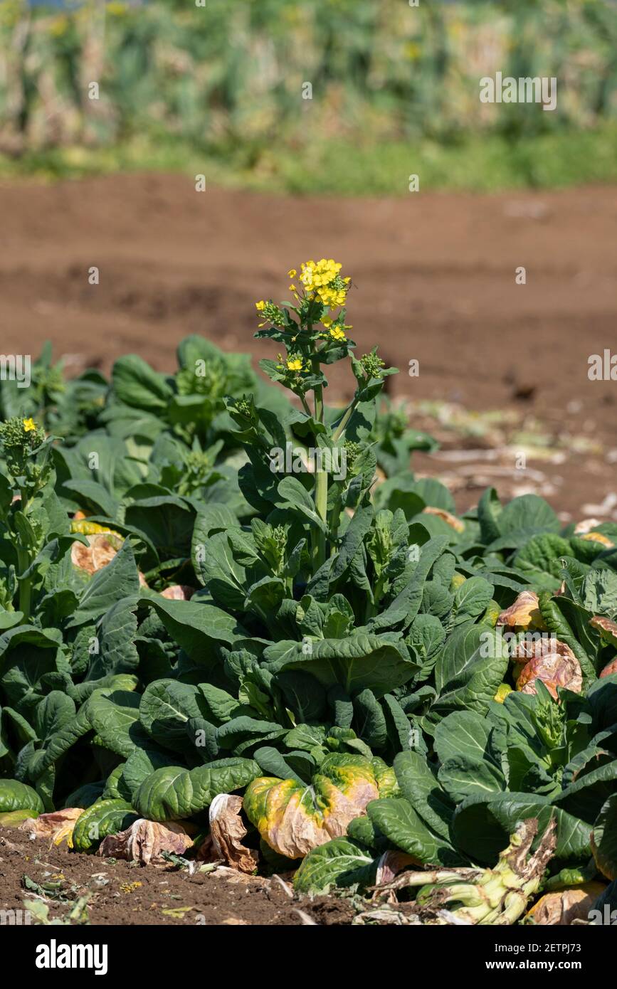 Blooming cabbage flower (Brassica oleracea var. capitata) at cabbage field,  Isehara City, Kanagawa Prefecture, Japan Stock Photo - Alamy