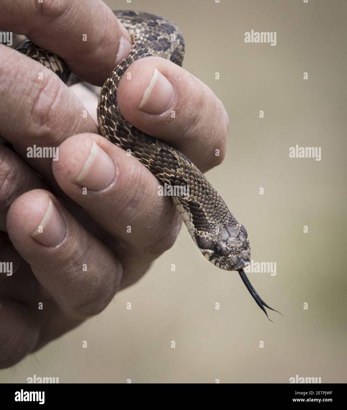 Senior wildlife manager John Moriarty holds a hognosed snake he was