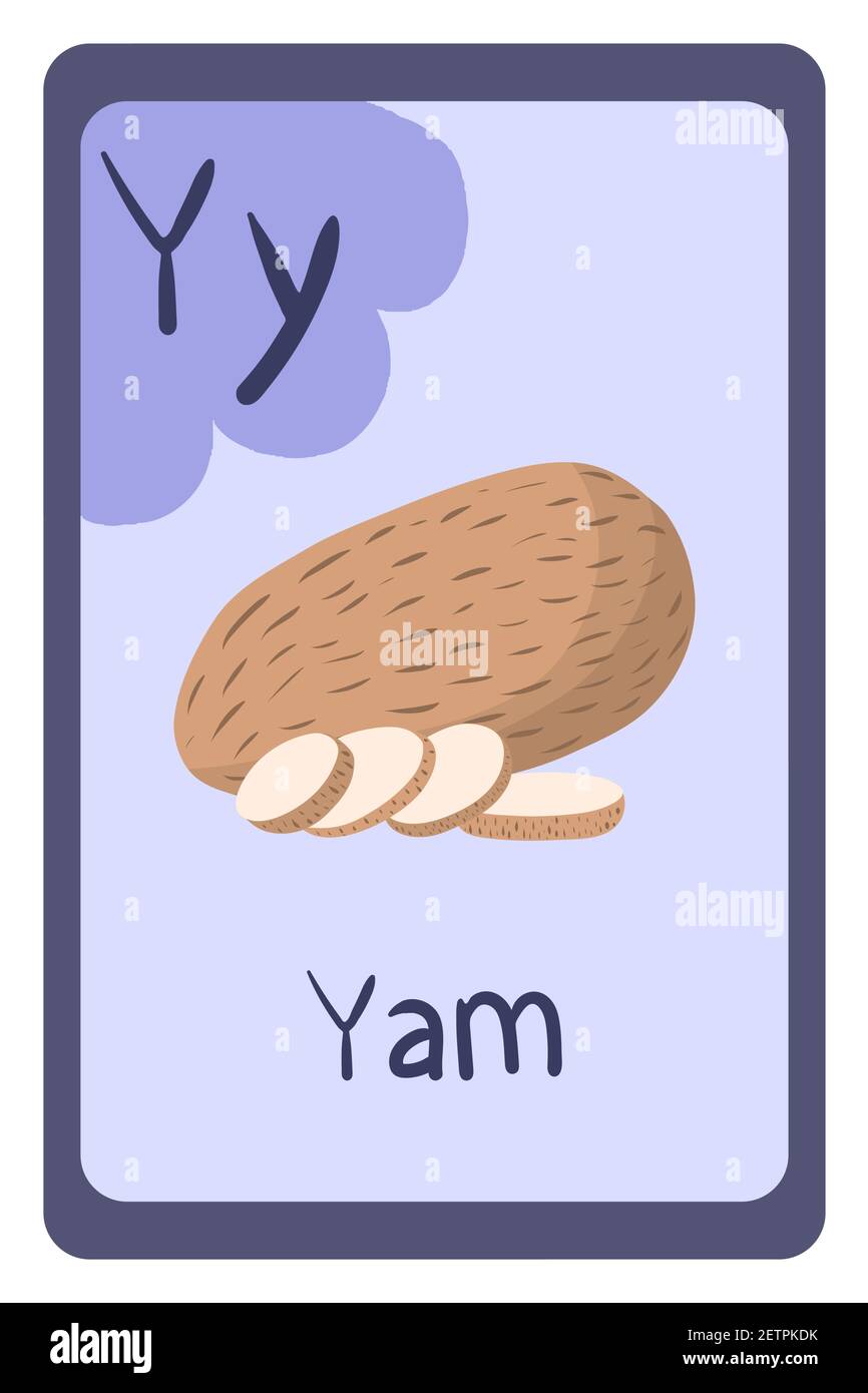 Colorful abc education flash card, Letter Y yam, root vegetable