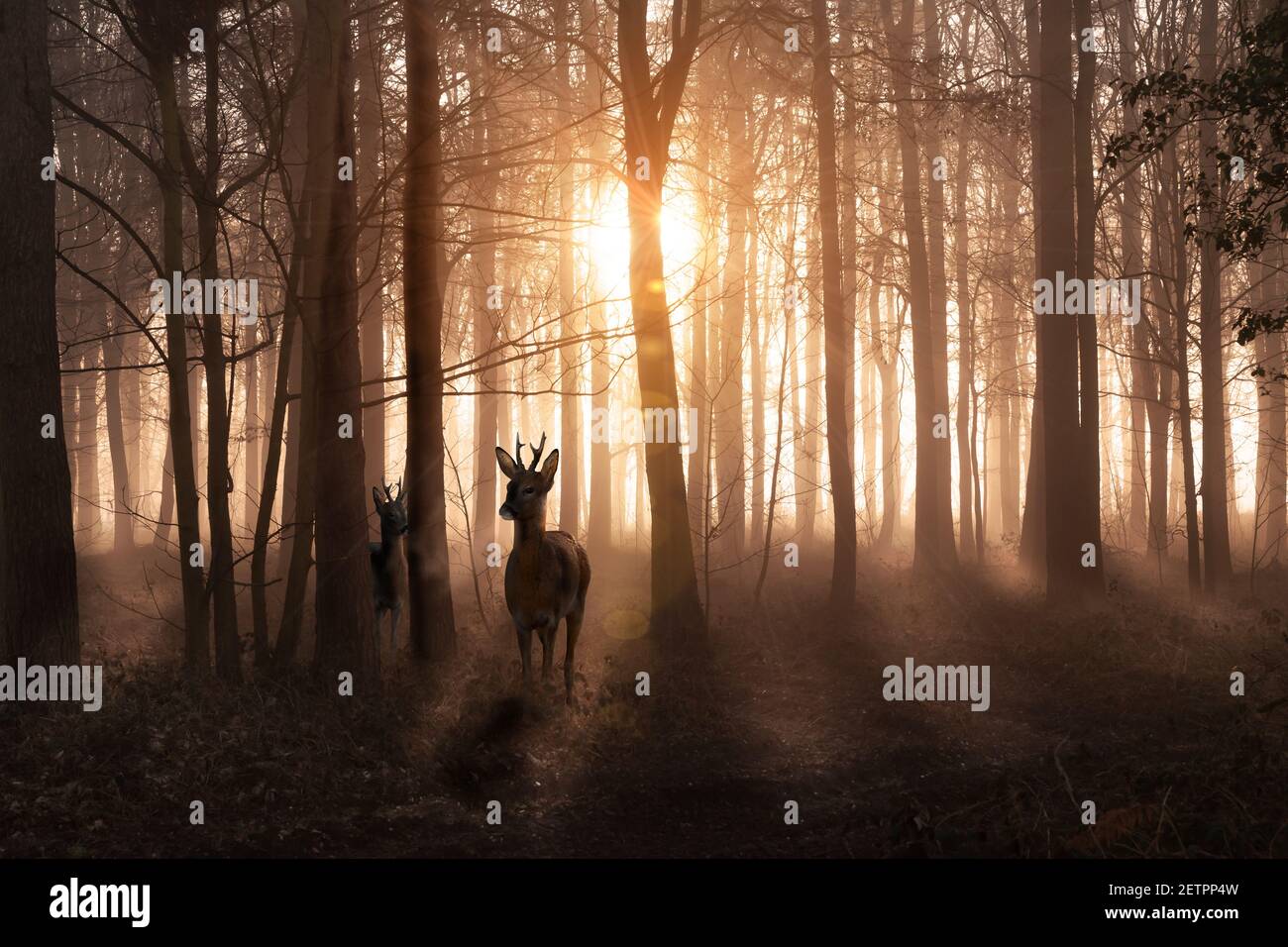 Young deer in a sunrise and misty winter forest. Natural woodland dawn landscape in Norfolk England. Dark shadows and golden morning sun Stock Photo
