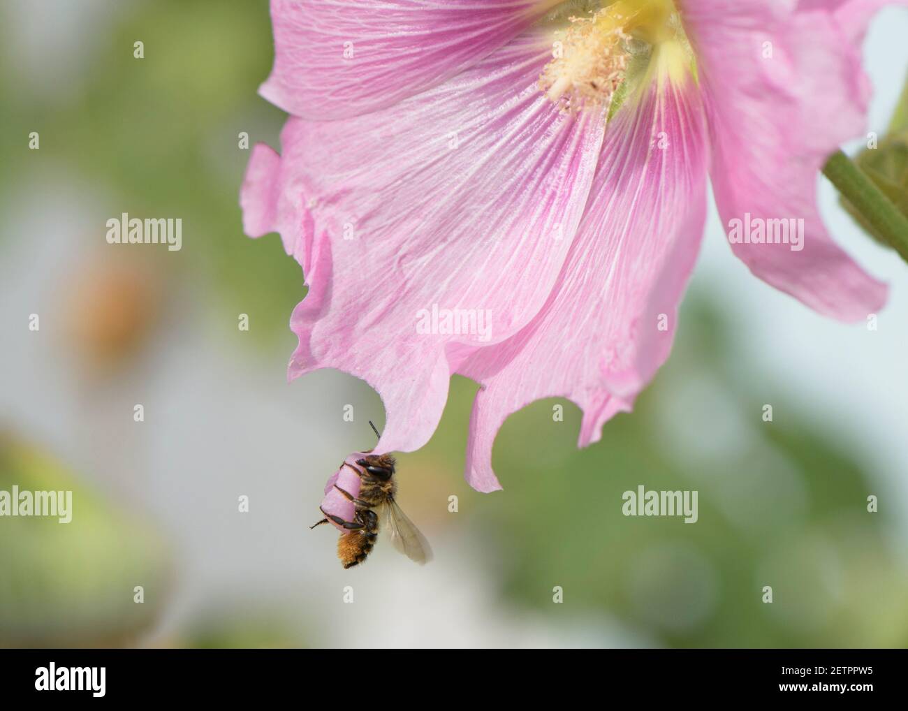 Leafcutter bee (Megachile sp) carrying freshly cut petal for her nest