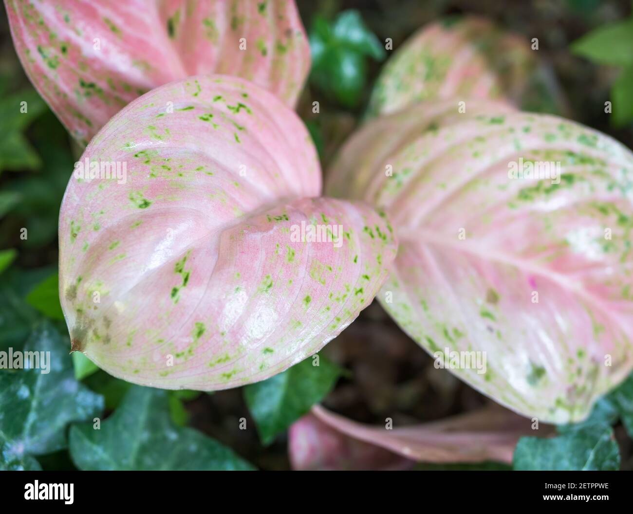Aglaonema commutatum hi-res stock photography and images - Alamy