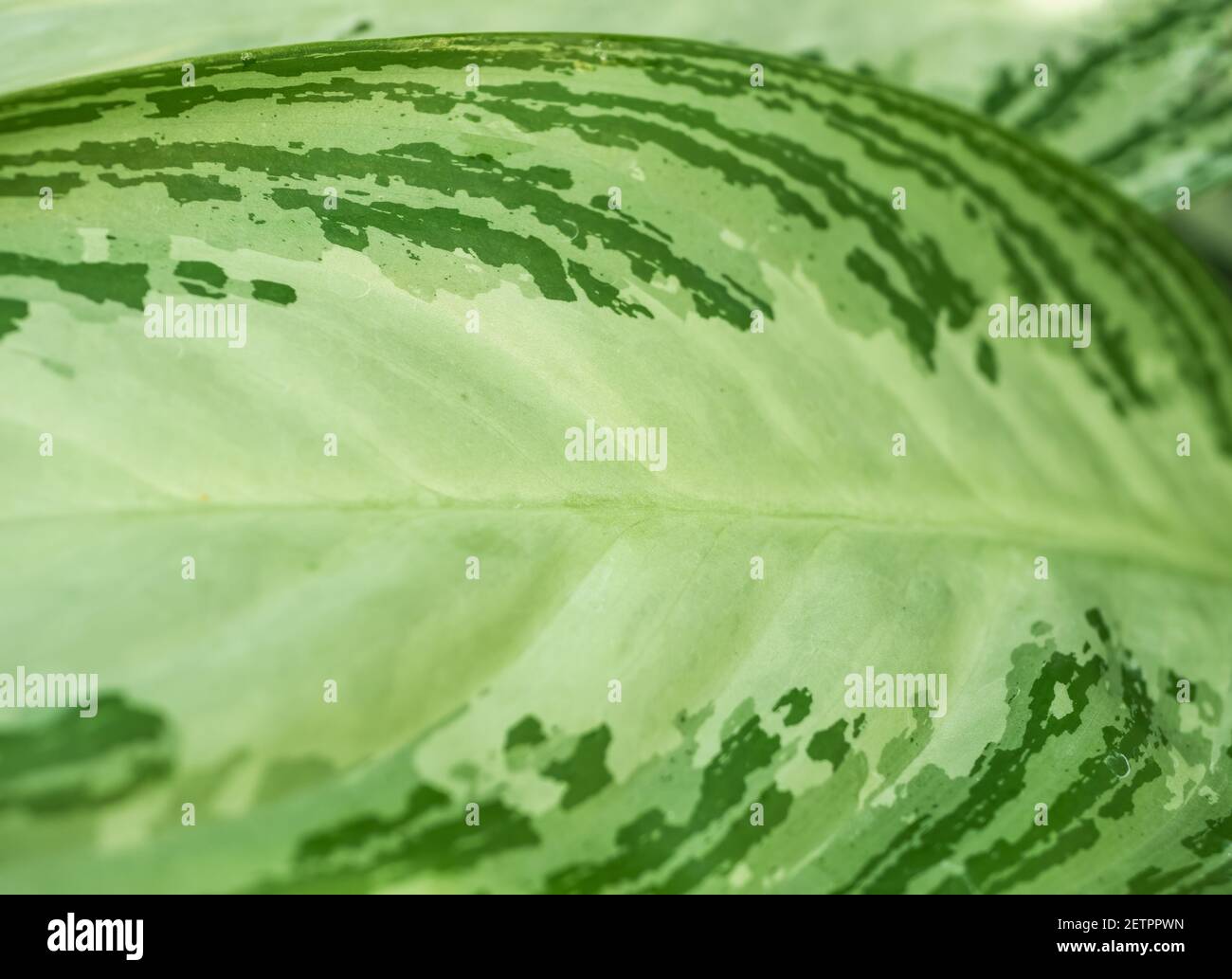 Close up with a leaf of Aglaonema spp evergreen ornamental perennial plant Stock Photo