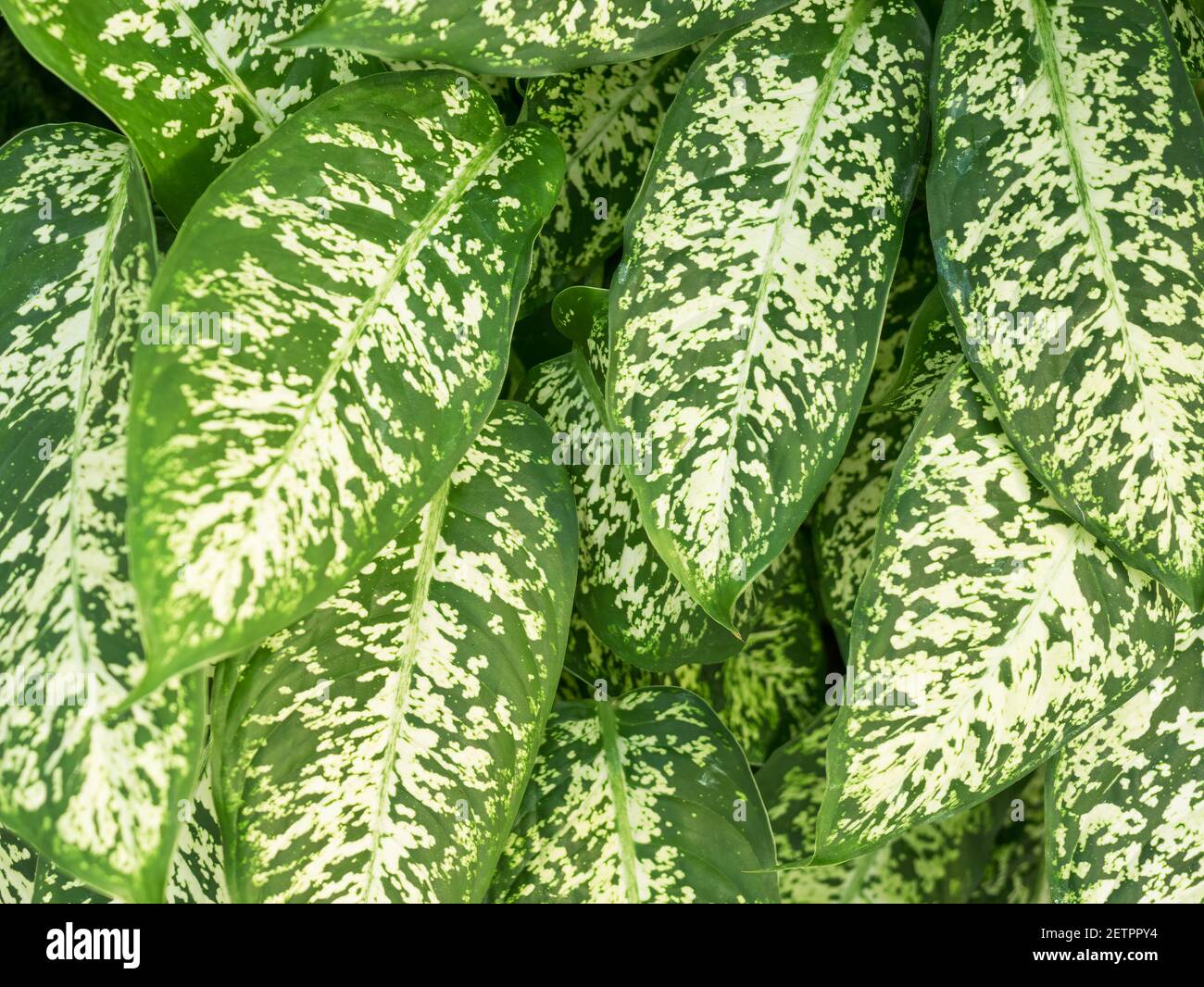 Close up detail with Dieffenbachia (dumb cane) leaf and foliage Stock