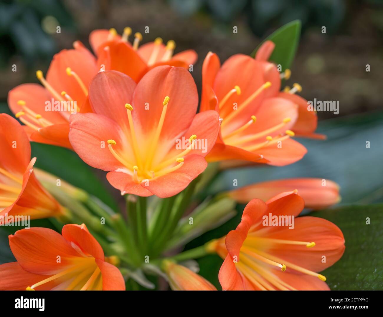 Orange Clivia miniata, the Natal lily or bush lily flower plant. Orange flower blooming. Stock Photo