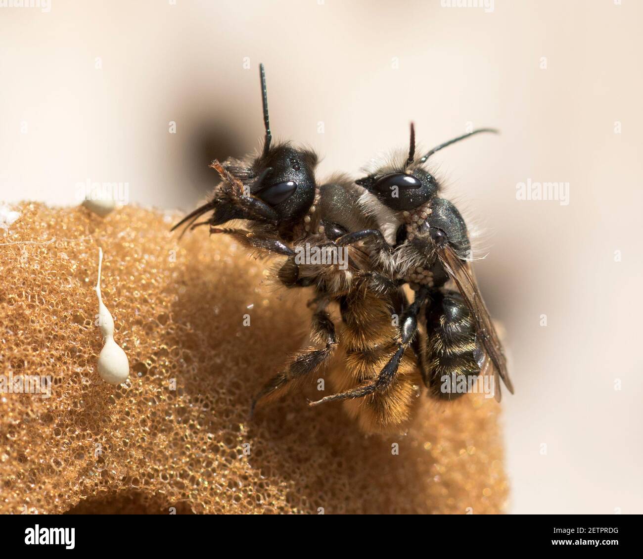 Red mason bees (Osmia bicornis) mating with the male transferring pollen mite pests to the female and infecting nest.. Stock Photo