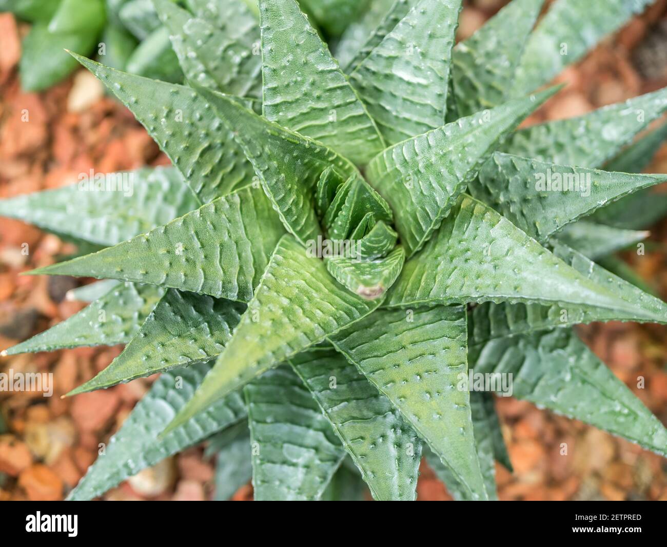 Close up detail with the foliage of Haworthiopsis limifolia, formerly Haworthia limifolia Fairy Washboard Stock Photo