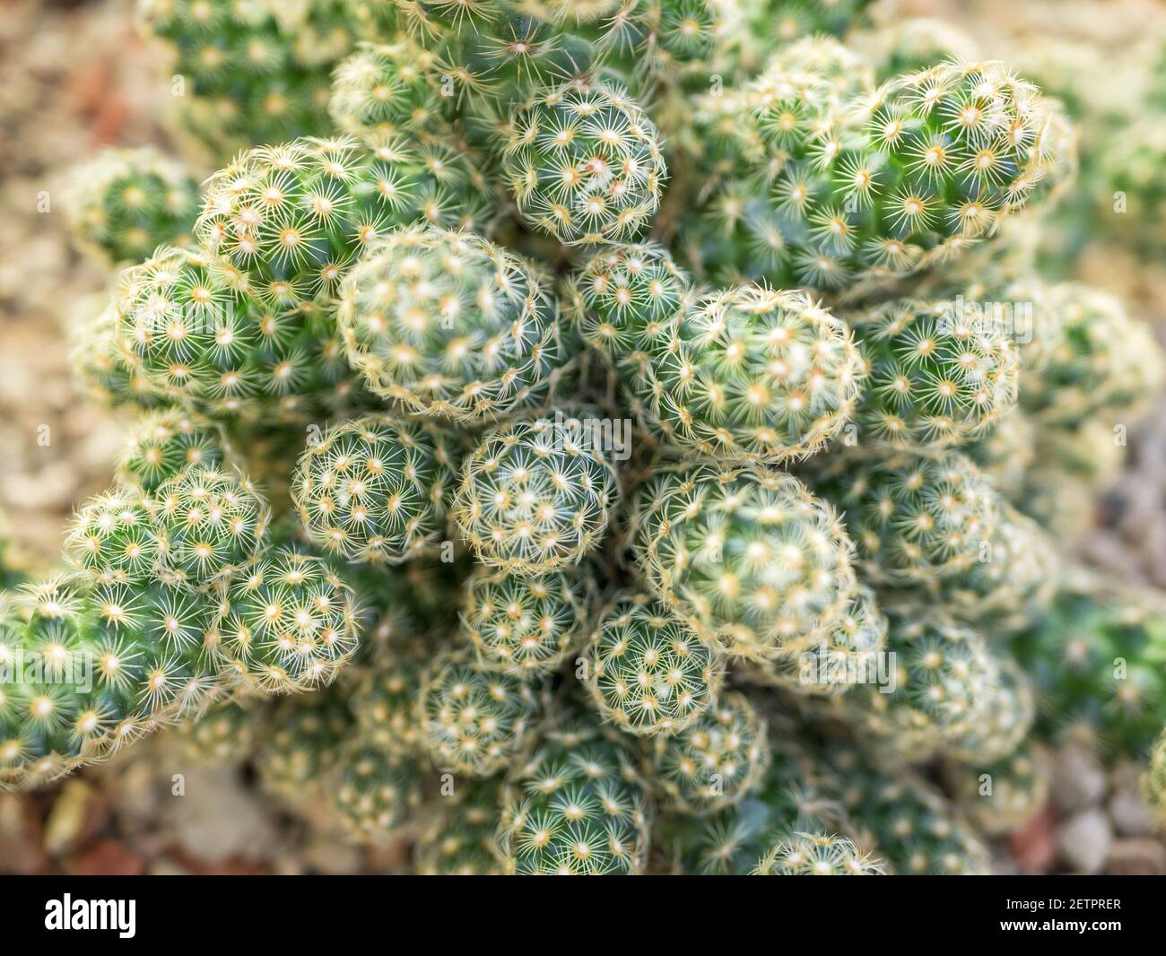 Close up with Mammillaria elongata, the gold lace cactus or ladyfinger