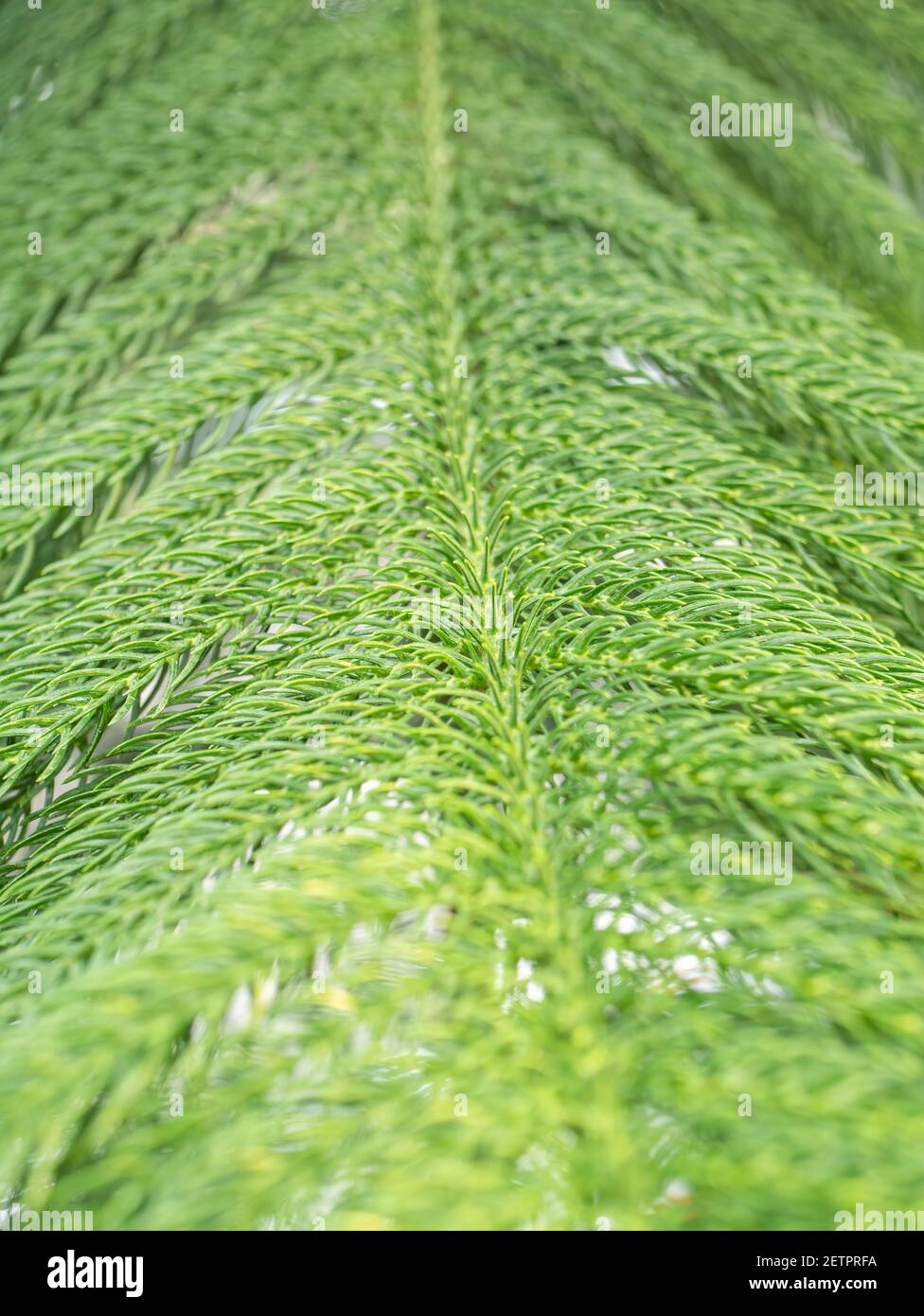 Texture background with the foliage of Araucaria heterophylla or norfolk pine plant. Close up. Stock Photo