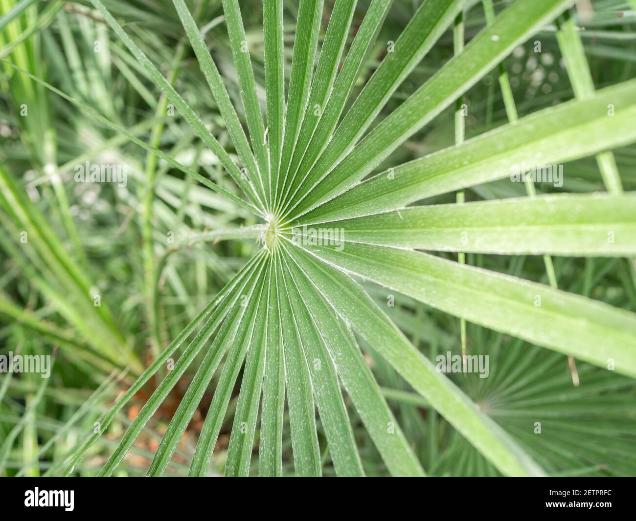 Close up detail with the foliage of Chamaerops humilis also known as European fan palm Stock Photo