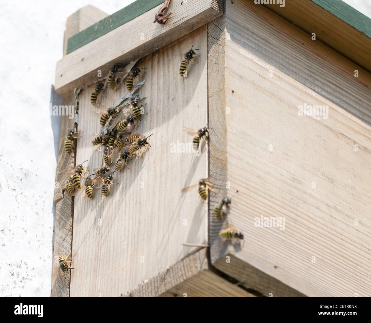Tree wasps(Dolichovespula sylvestris) crowding around their in a sparrow terrace nest box. Stock Photo