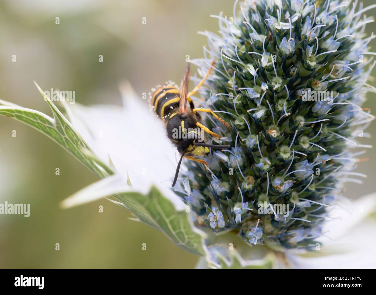 Social tree wasp (Dolichovespula sylvestris) nectaring on Eryngium