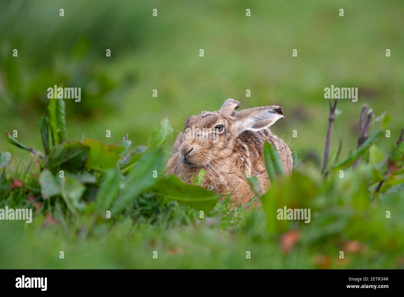 Brown hare (Lepus europaeus), Lancashire, UK Stock Photo