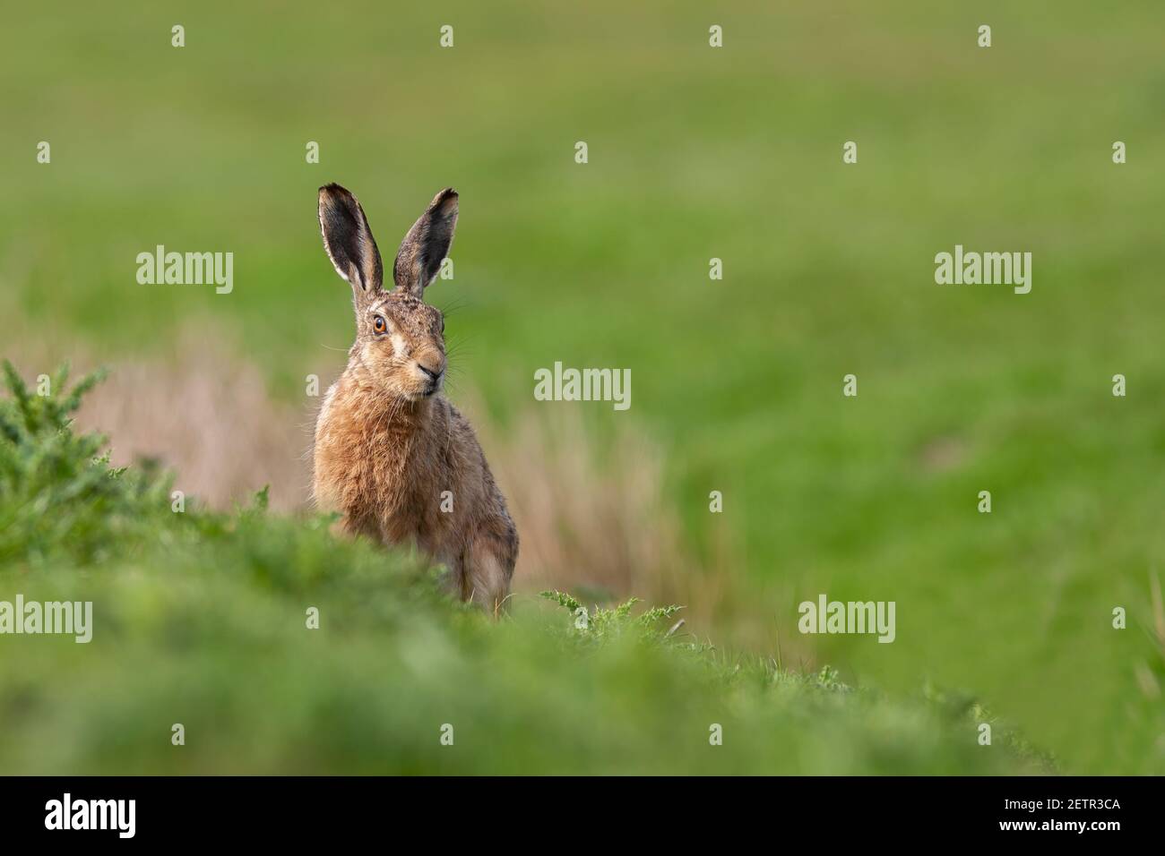 Brown hare (Lepus europaeus), Lancashire, UK Stock Photo